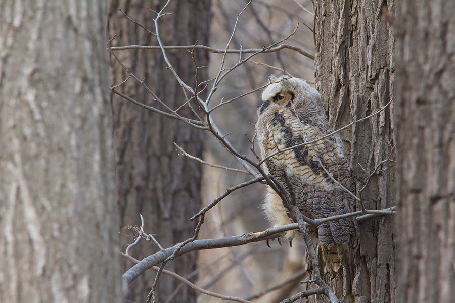 an owl in a tree