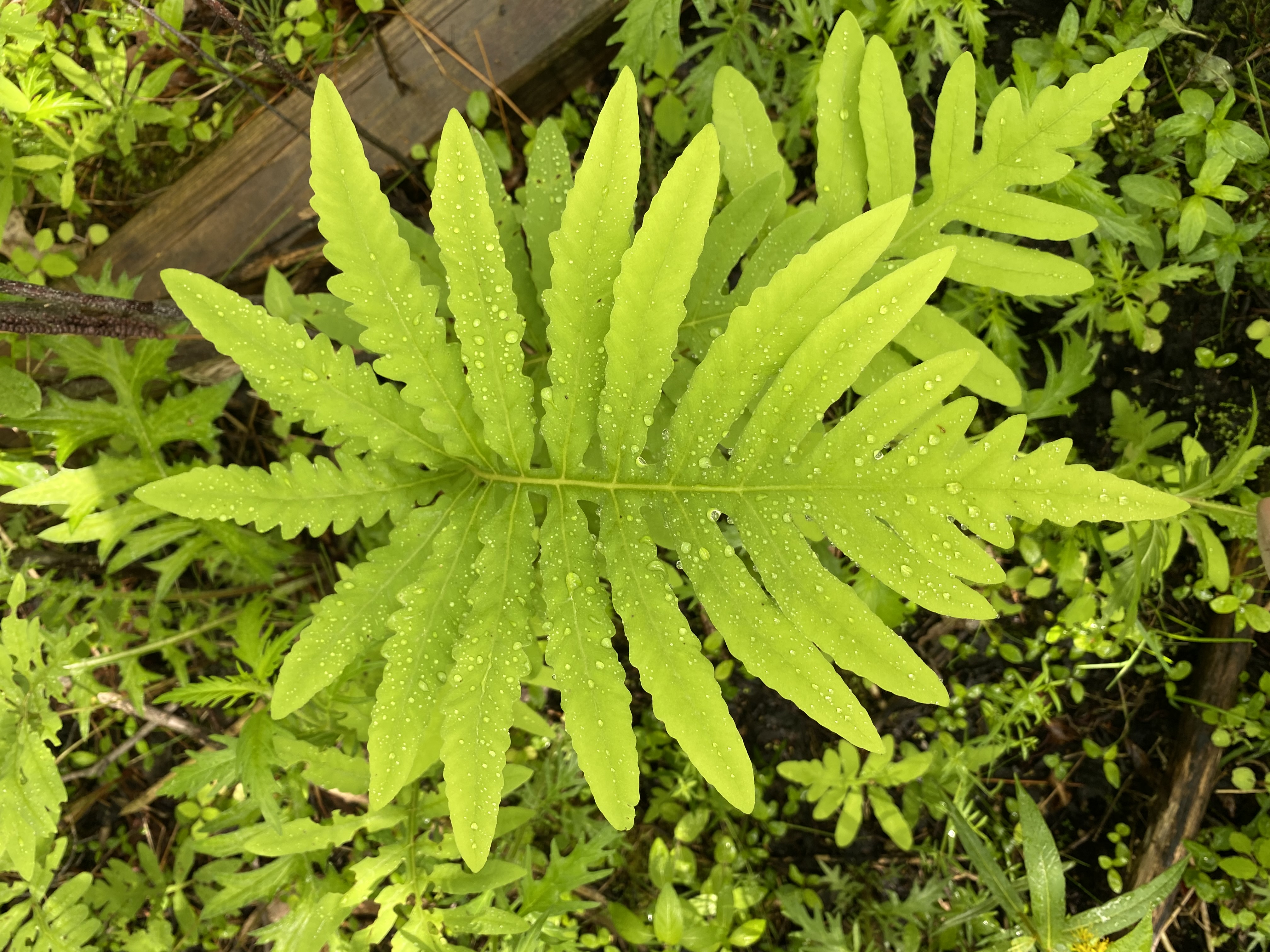 Onoclea Sensibilis, Sensitive Fern