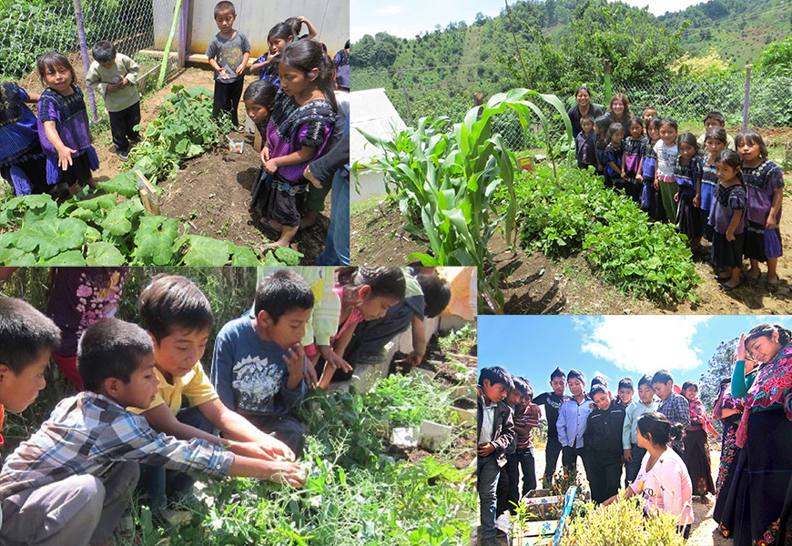 Students working in their school garden