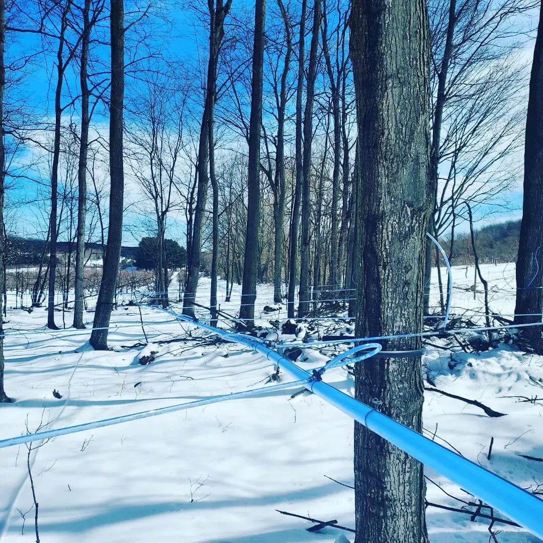 A picture of a forest that shows the tubing system for maple sap collection.