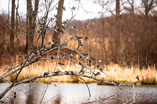 Michigan Audubon Society