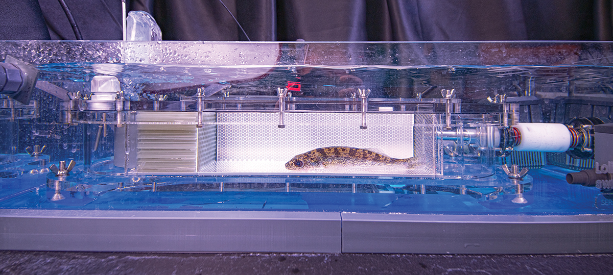 A walleye temperature experiment in seas assistant professor Jaren Alofs' freshwater conservation ecology lab.