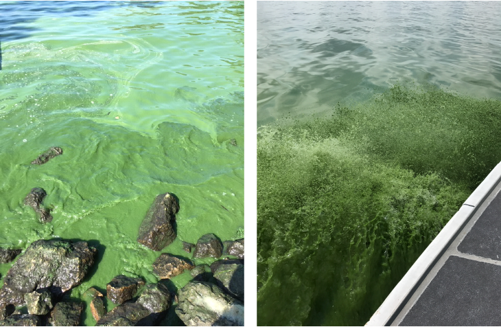 harmful algal blooms